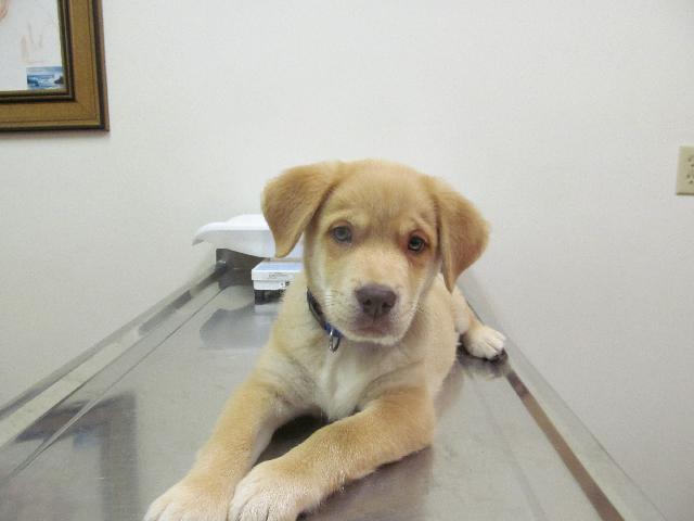 Odie